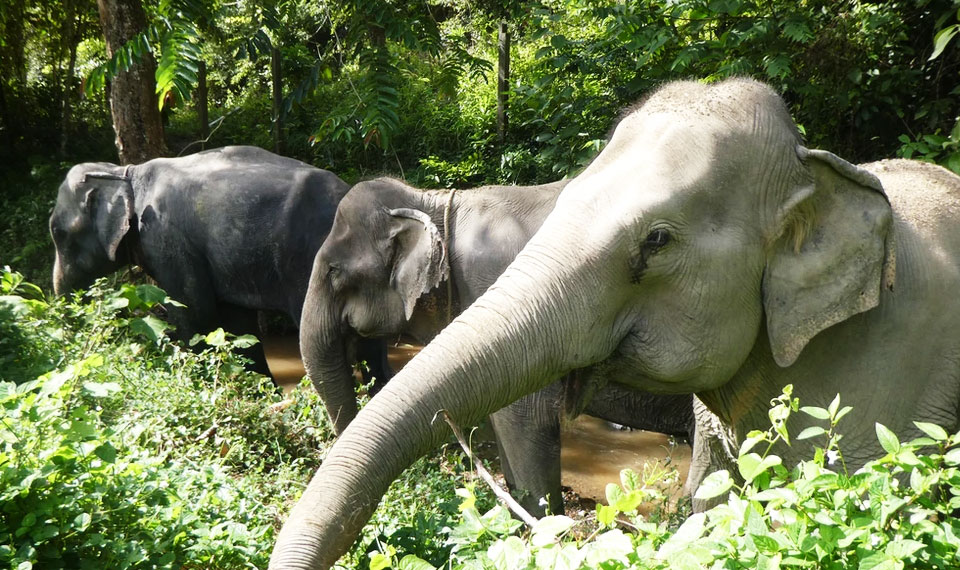 half day tour following giants koh lanta