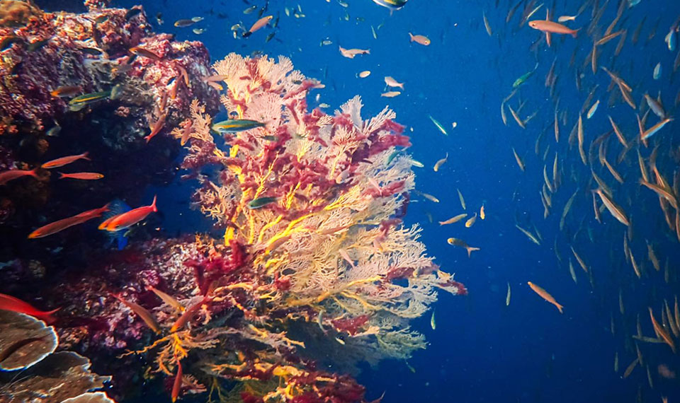 Phi Phi island tour with snorkeling from Koh Lanta