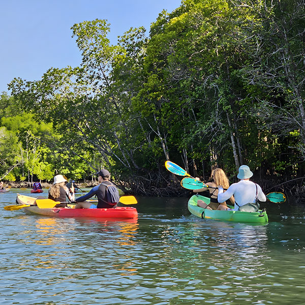 Koh Lanta mangrove kayaking