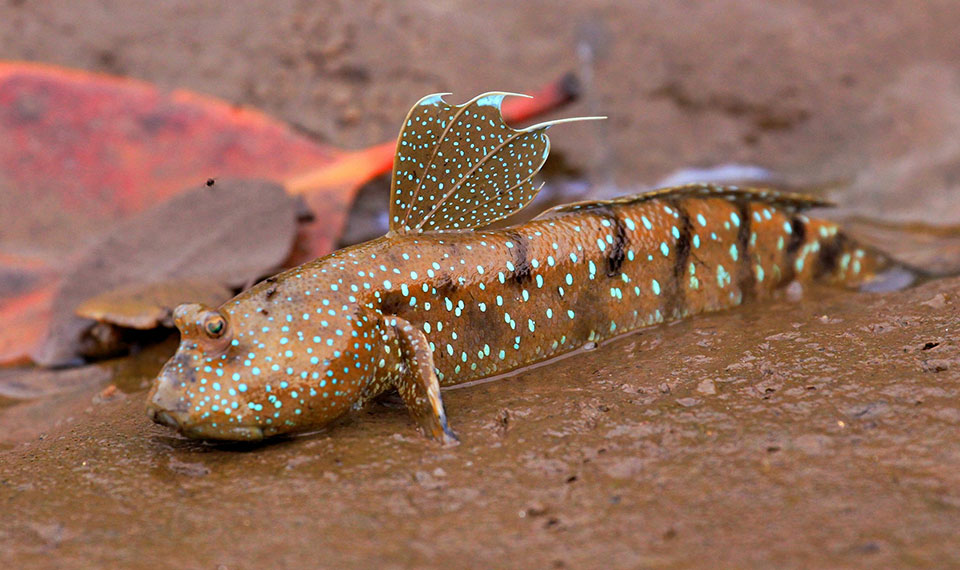 mangrove Koh Lanta wildlife