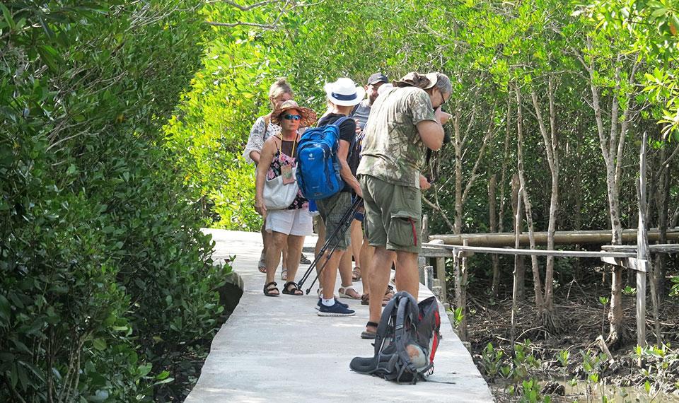 mangrove walk koh lanta