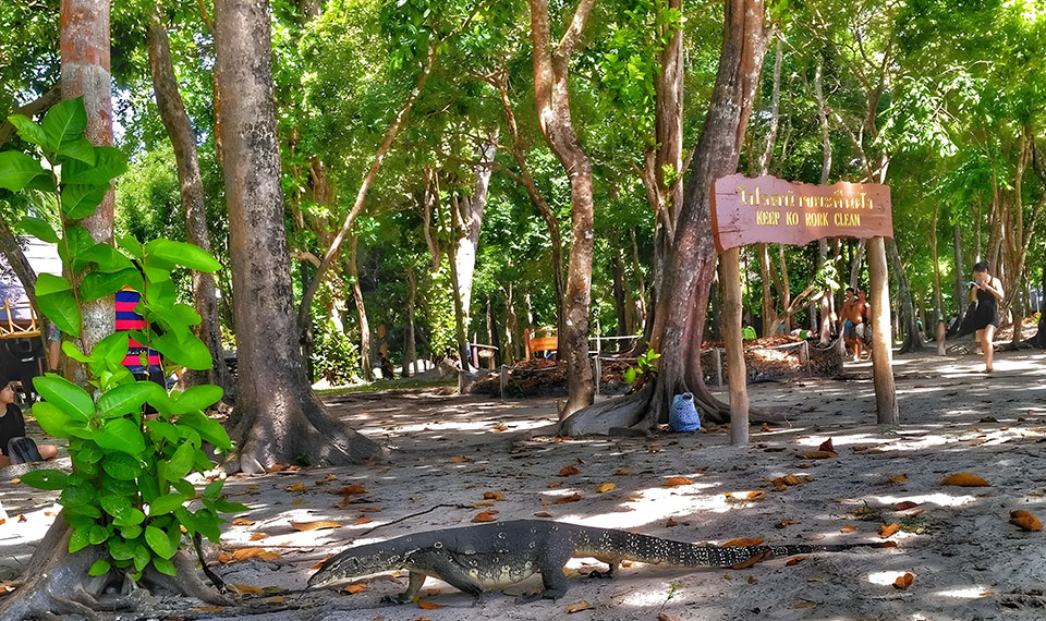 Lizzard at Koh Rok - Koh Rok & Koh Haa tour