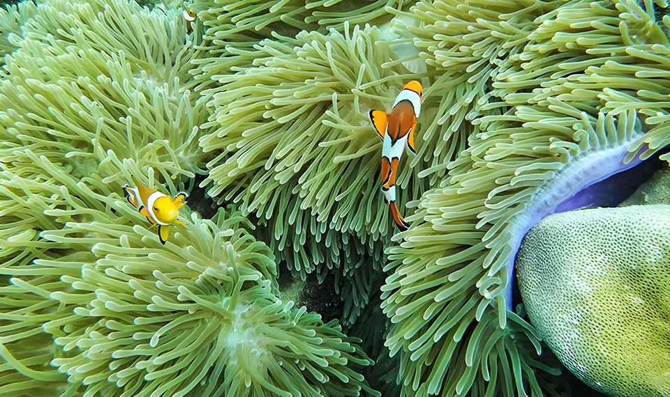 4 islands snorkeling tour koh lanta