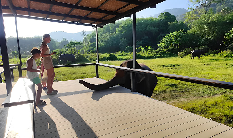 koh lanta elephant sanctuary and emerald pool tour