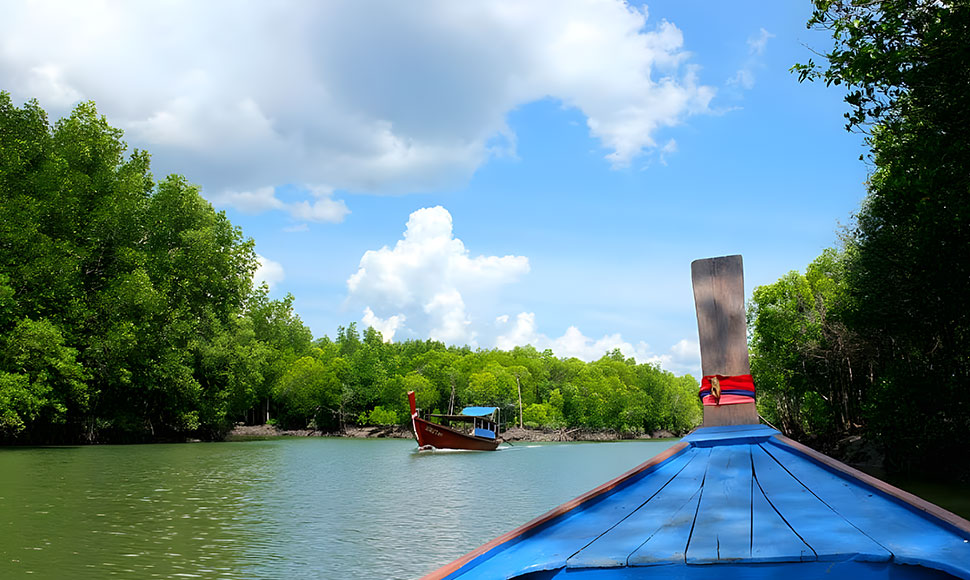 koh-lanta-mangroves koh lanta mangroves